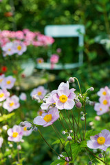 Obraz premium Herbst-Anemonen