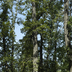 Fototapeta premium Trees and blue sky