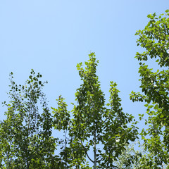 Fototapeta premium Trees and blue sky