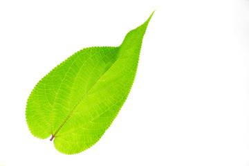 green spring leave isolated on white background