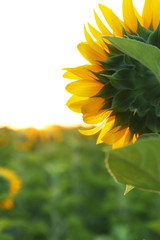 Beautiful sunflower in field