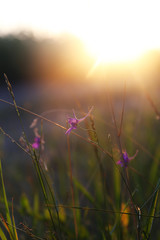 Landscape, sunny dawn in field