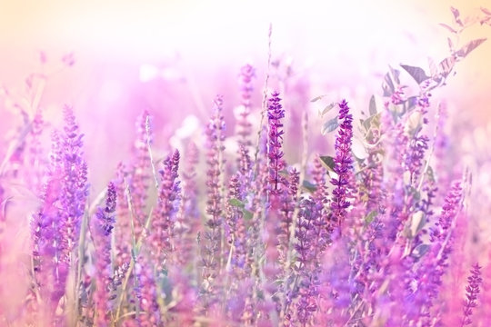 Fototapeta Beautiful purple flower in meadow - wild beaty