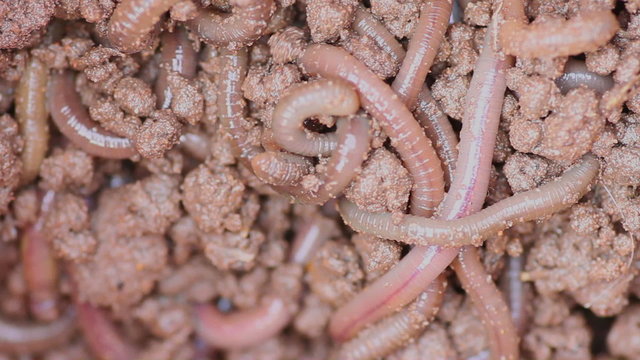 Earthworms close-up
