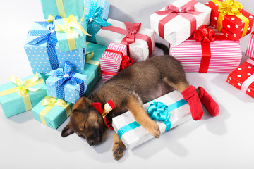 Sleeping puppy and boxes with presents isolated on white