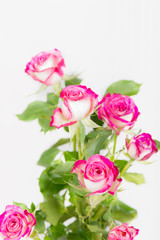 Bouquet of pink rose flowers