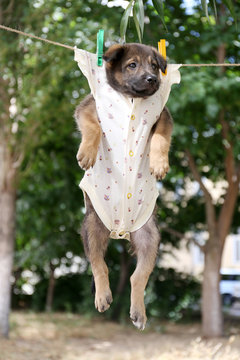 Puppy dressed in clothes for children and hung