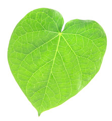 Green leaf on white background isolated