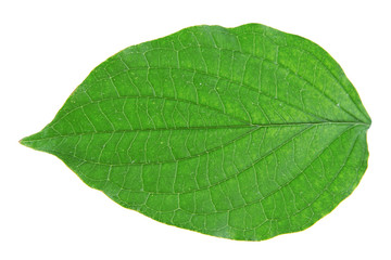 Fototapeta na wymiar Green leaf on white background isolated