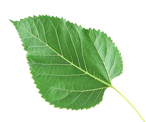 Mulberry leaf on white background isolated