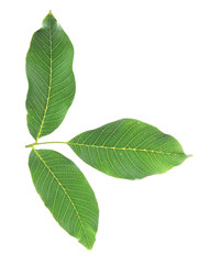 Walnut brunch on white background isolated