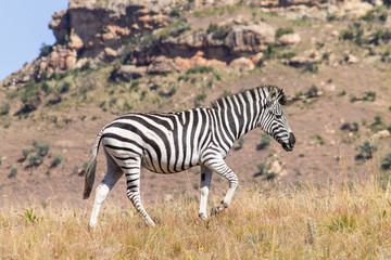 Obraz premium Zebra in the veld