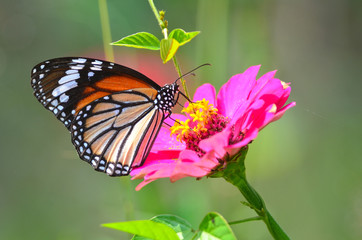 Obraz premium butterfly on flowers
