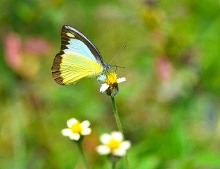 butterfly on flowers