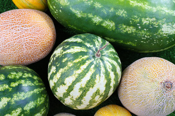 Melons and watermelons on green background