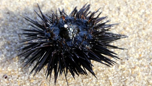 Sea urchin
