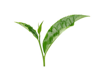Green tea leaf isolated on white background