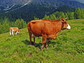 Naklejka na ściany i meble Vacche al pascolo al Rifugio Bajon (Domegge di Cadore)