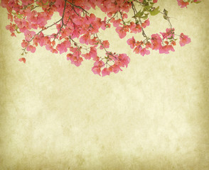 vintage wallpaper background with Bougainvillea flowers