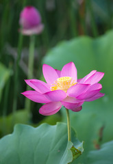 Obraz premium blooming lotus flower