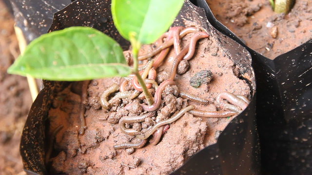 Earthworms close-up