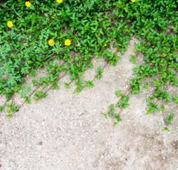 singapore daisy on floor