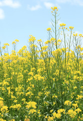 cole flower under blue sky