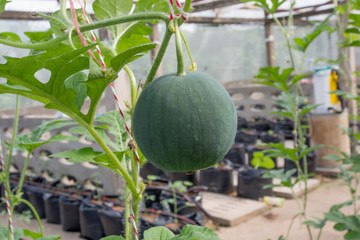 Young plant of a watermelon