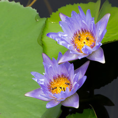Purple water lily and green leaf in natural pond