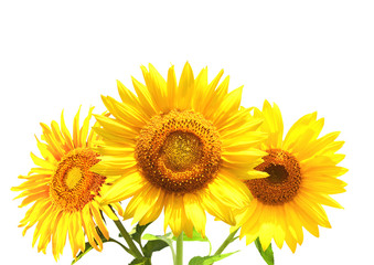 Three sunflowers