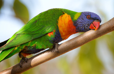 lorikeet