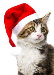 cat with santa cap
