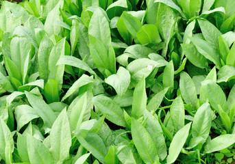 green indian lettuce plants grow in vegetable garden 