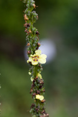 Flower in a botanical garden. St. Petersburg. Russia.