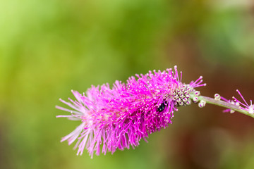 Flower in a botanical garden. St. Petersburg. Russia.