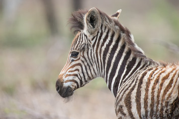 Fototapeta na wymiar Young baby zebra foal portrait standing alone in nature