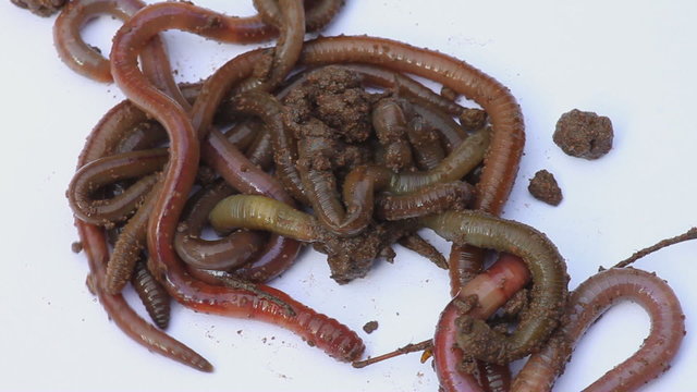 Earthworms close-up