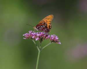 Fototapeta premium Gulf fritillary or passion butterfly (Agraulis vanillae)
