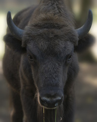 European bison calf © gator