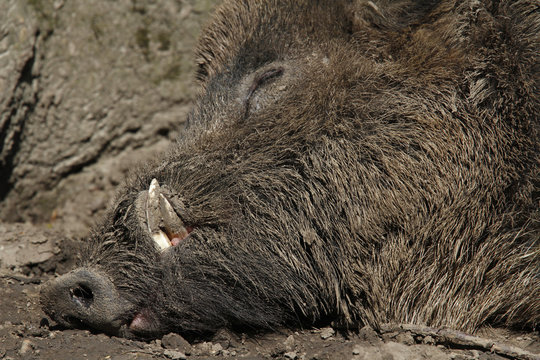 Siesta