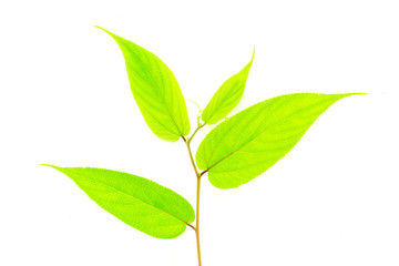 green spring leave isolated on white background