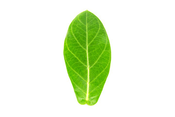 Calotropis gigantea leaf on white background