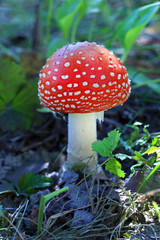 Amanita muscaria