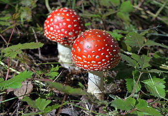 red agaric