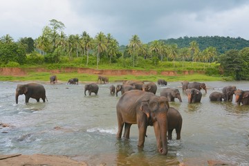 troupeau d'éléphants sri lanka pinnawala