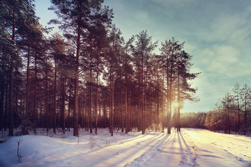 Winter forest sunset sunbeams