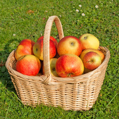 Äpfel - Malus