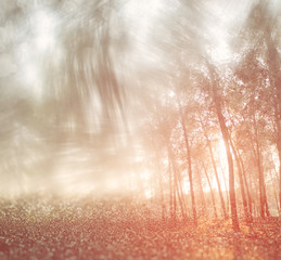 blurred abstract photo of light burst among trees and glitter bo