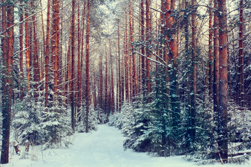 pine forest, winter, snow
