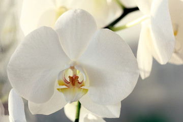 Naklejka na ściany i meble flower white orchid